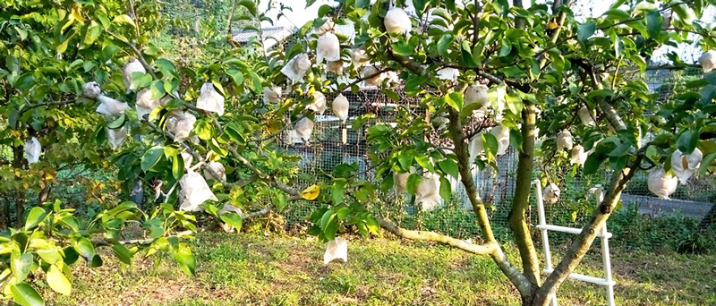 秩父ふるさと村に果樹園がオープンしました！