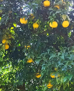 秩父ふるさと村果樹園