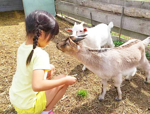 動物ふれあい